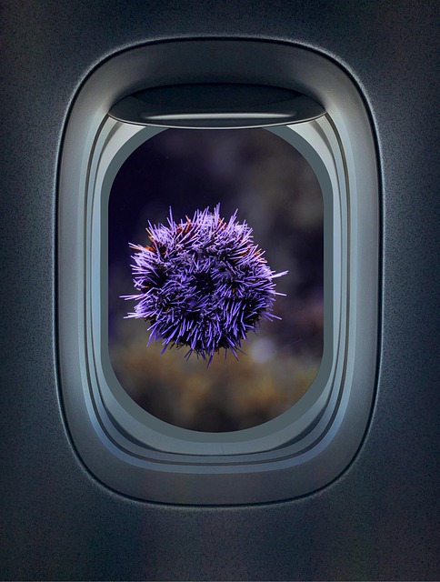 Free sea urchin echinoderms porthole illustration