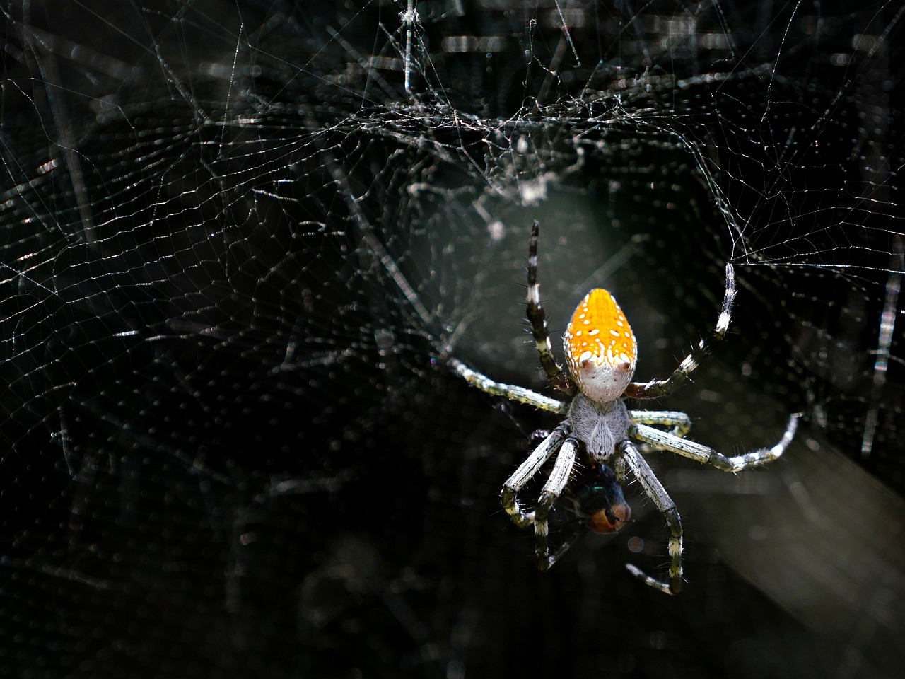 Araña Alimentación Fauna Silvestre - Foto gratis en Pixabay - Pixabay