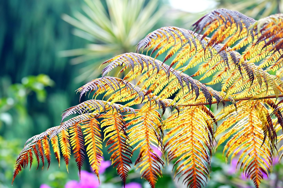 Flight of Butterflies | Fernbank Museum of Natural History
