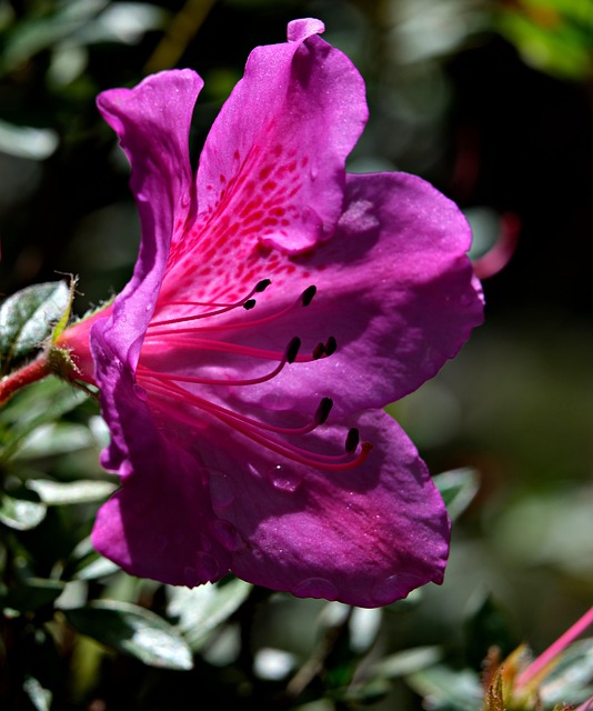 Free Red Azalea Beautiful Flowers photo and picture