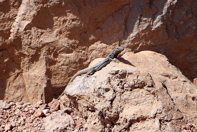 Free Lizard Reptile photo and picture