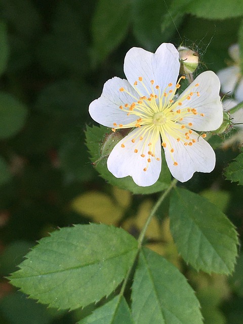 Free White Flower Flower photo and picture