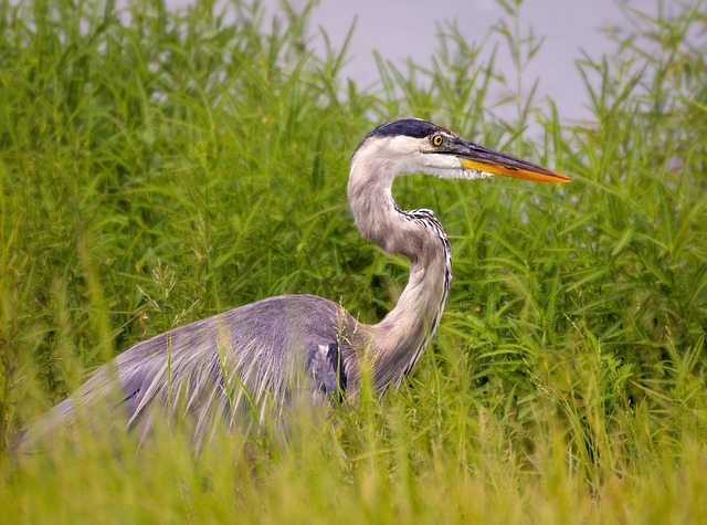 Reiher, Vogel, Tier, Tierwelt, Schnabel