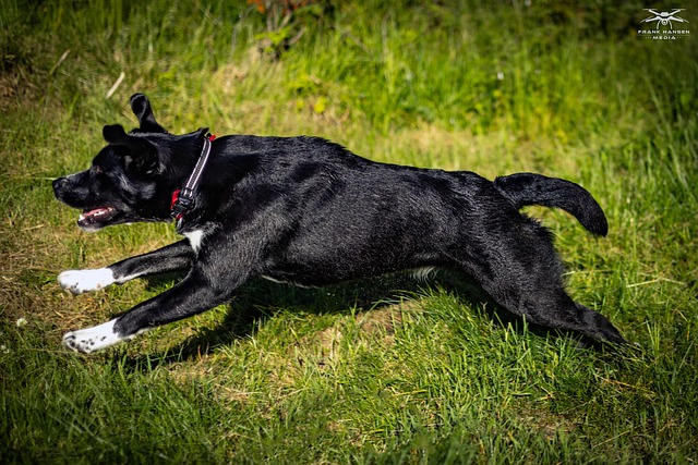 Free Dog Animal photo and picture