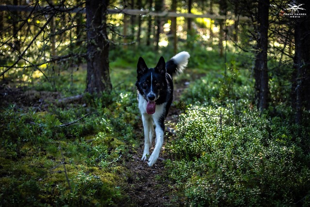 Free Dog Animal photo and picture