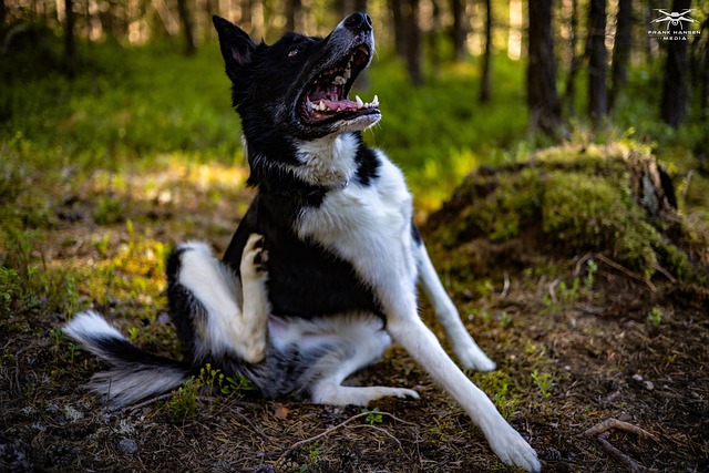Free Dog Animal photo and picture