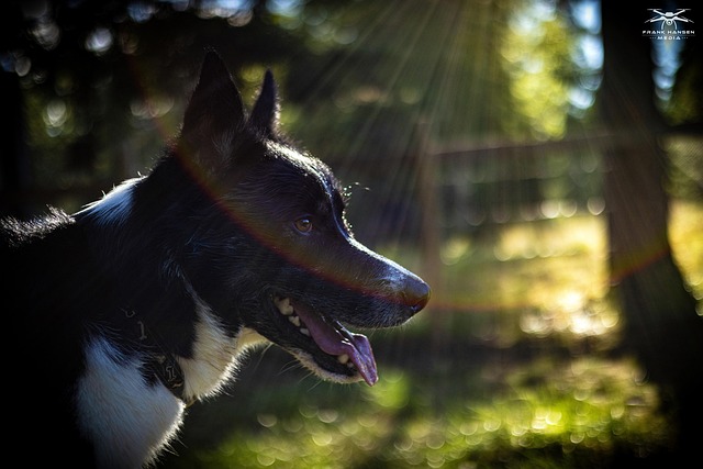 Free Dog Animal photo and picture