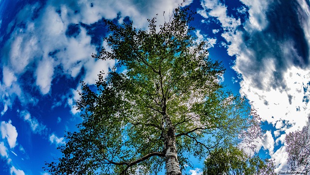 Free Forest Wood photo and picture