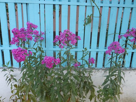 Flori, Gard, Albastru, Magenta, Roz
