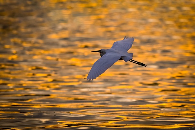 Fugl, Egret, Natur, Ornitologi, Arter
