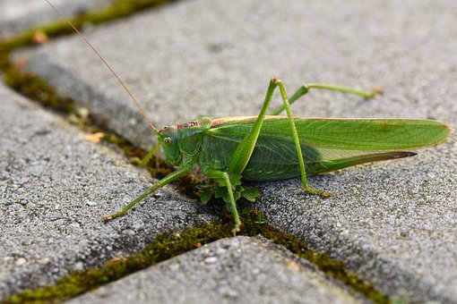 Insekt, Græshoppe, Entomologi, Dyr