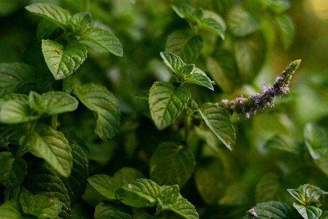 Free Plant Aromatic photo and picture