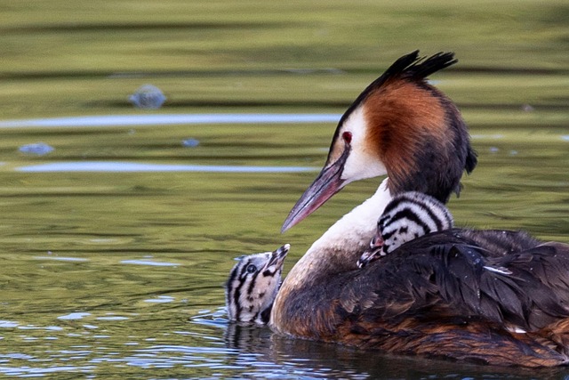 Stor Crested Grebe, Kylling, Baksiden
