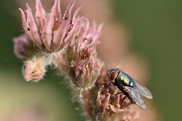 Rodent Fly Fly Insect Houseleek - Free photo on Pixabay - Pixabay