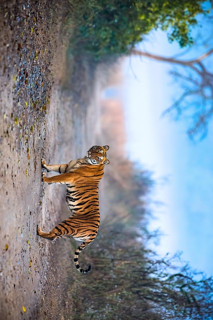 Tigre, Índia, Animais Selvagens