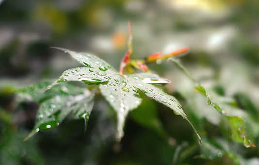 Free Nature Green photo and picture