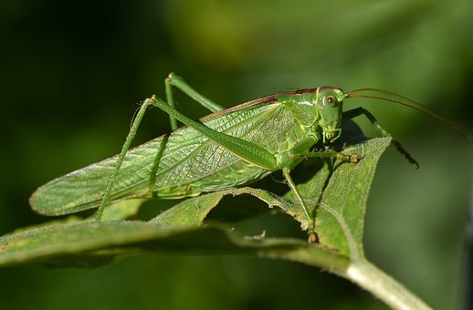 Græshoppe, Insekt, Tæt På, Entomologi