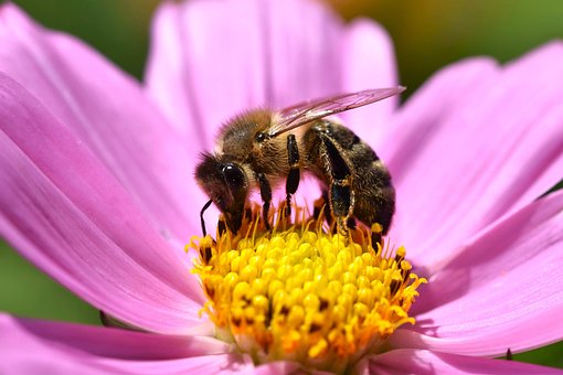 Honningbi, Blomst Baggrund, Blomst