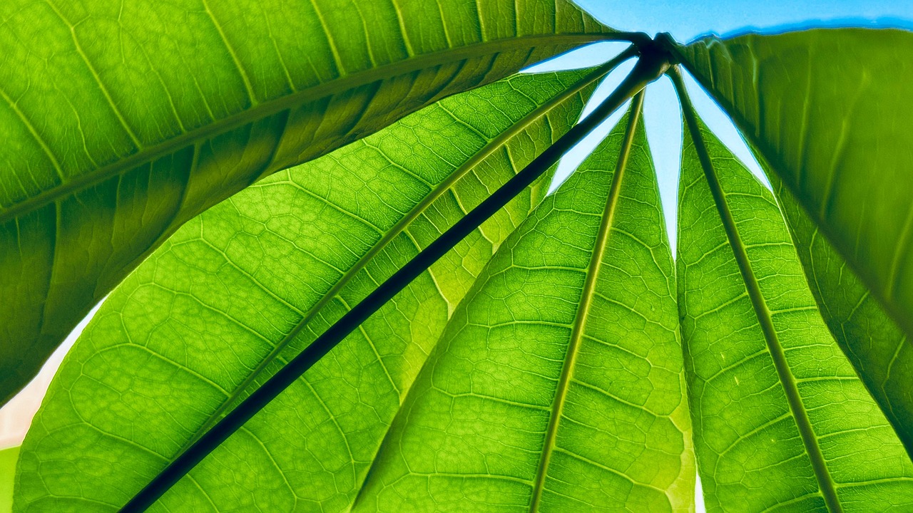 瓜栗 壁纸 发财树 - Pixabay上的免费照片 - Pixabay