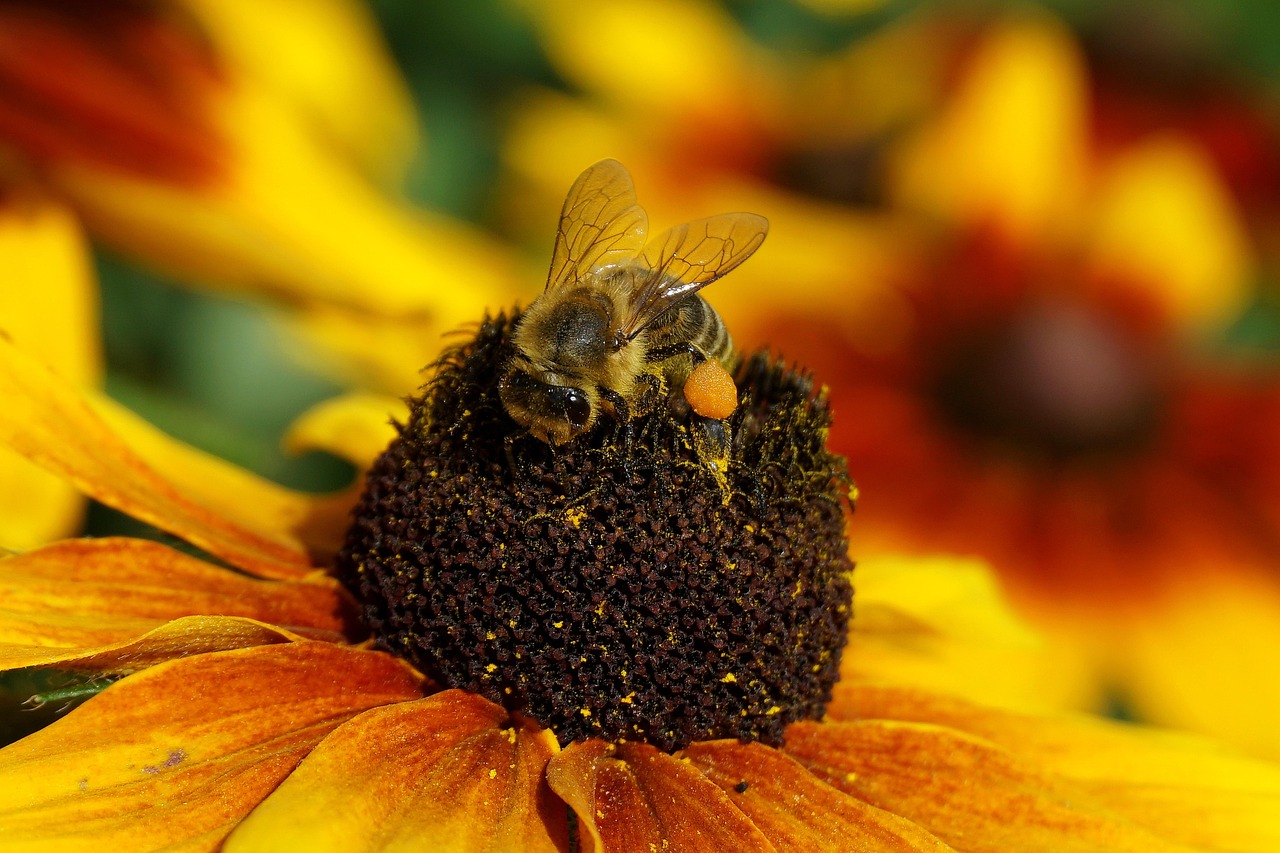 Honeybee - free online jigsaw puzzle photo