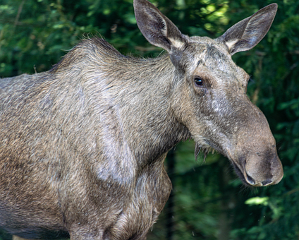 Free Moose Wildlife Park illustration and picture