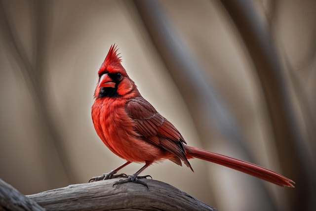 Free ai generated red cardinal illustration