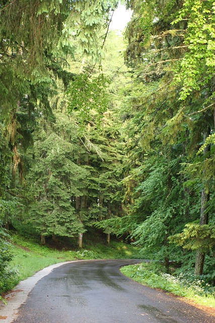 Free Forest Nature photo and picture
