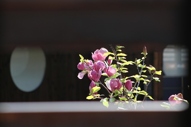 Free Magnolia Flower photo and picture