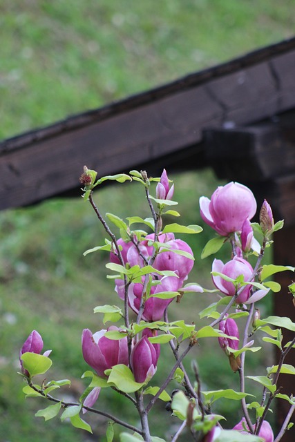 Free Pink The Nature photo and picture