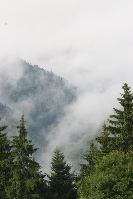 Free Trees Nature photo and picture