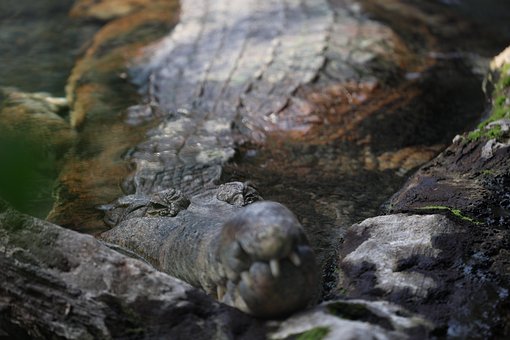 Free Crocodile Alligator photo and picture