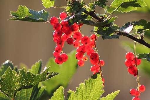 Free Redcurrants Summer photo and picture