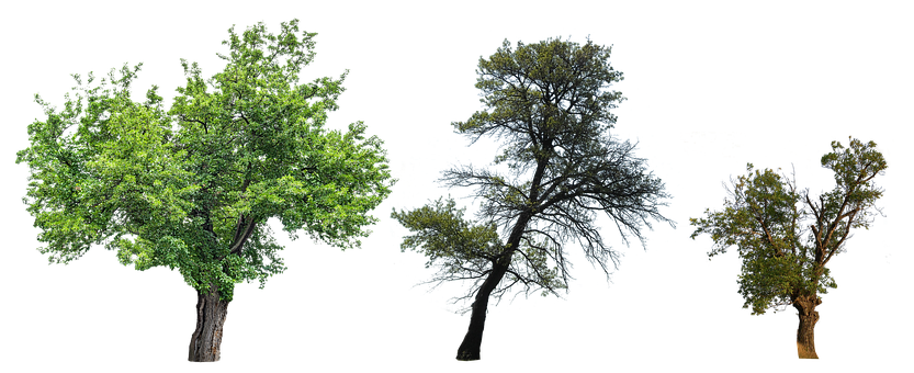 Bäume, Natur, Geäst, Blätter, Isoliert
