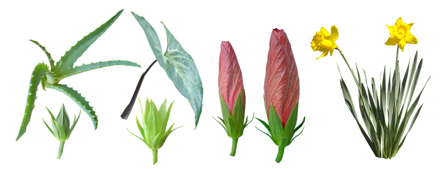 Pflanzen, Pflanze, Isoliert, Blume