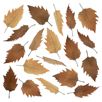 Blätter, Getrocknet, Herbst, Laub, Natur