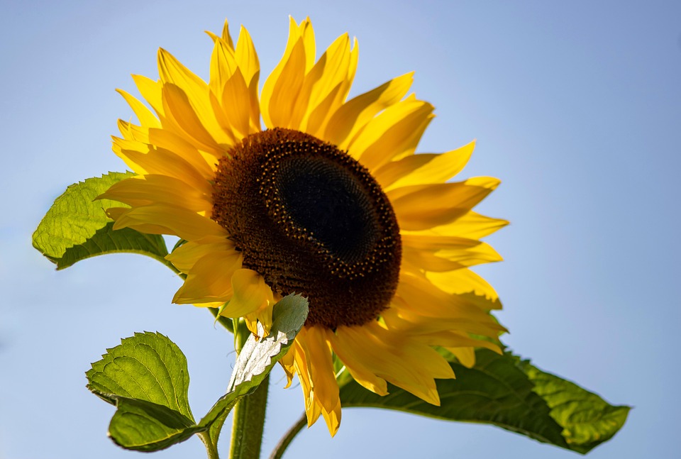 Sunflower Flower Plant Yellow - Free photo on Pixabay - Pixabay