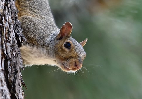 Eichhörnchen, Tier, Säugetier, Nagetier