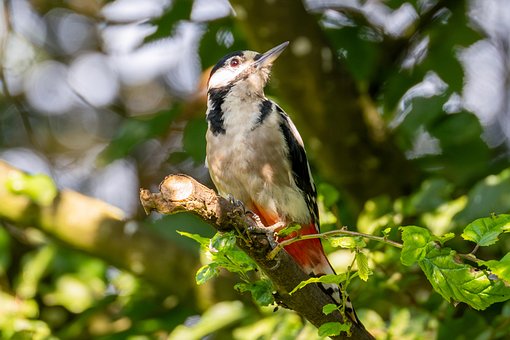 Free Great Spotted Woodpecker Woodpecker photo and picture