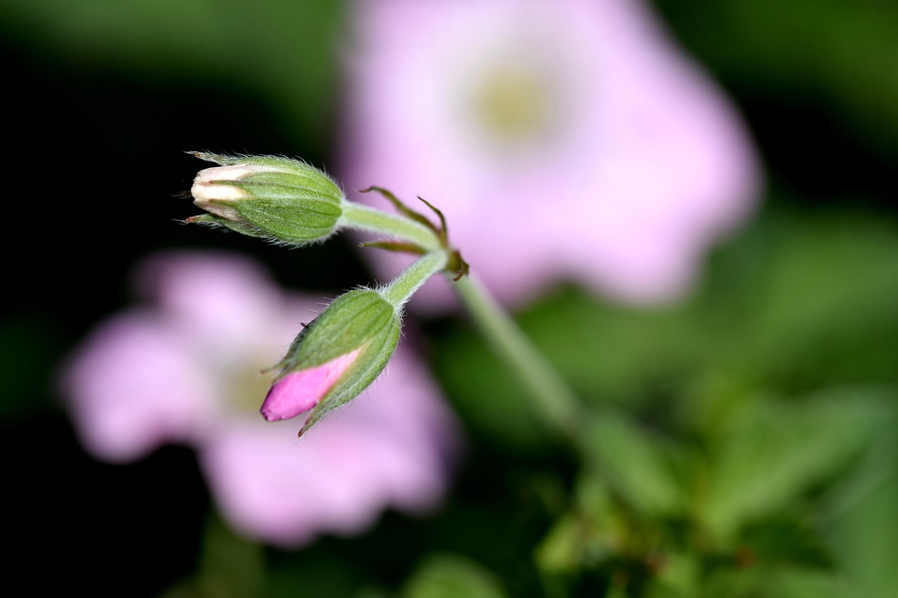 Bud Bloomer main image 1