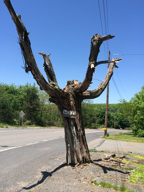 Natur, Tre, Grener, Gammel, Centralia