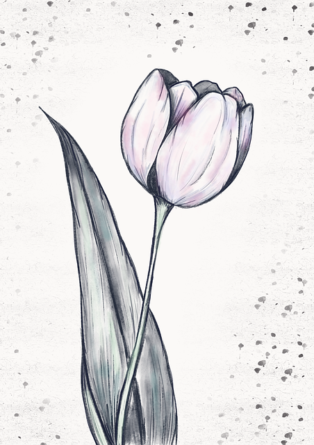 Download free HD stock image of Flower Tulip Free flower tulip nature illustration