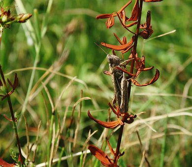 Free Grasshopper Insect photo and picture