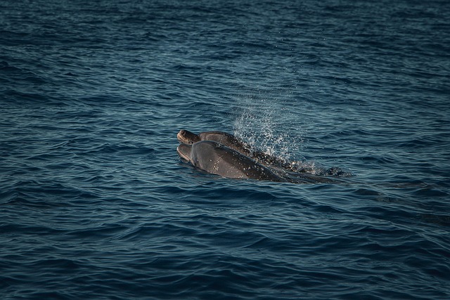 Free Dolphins Whales photo and picture