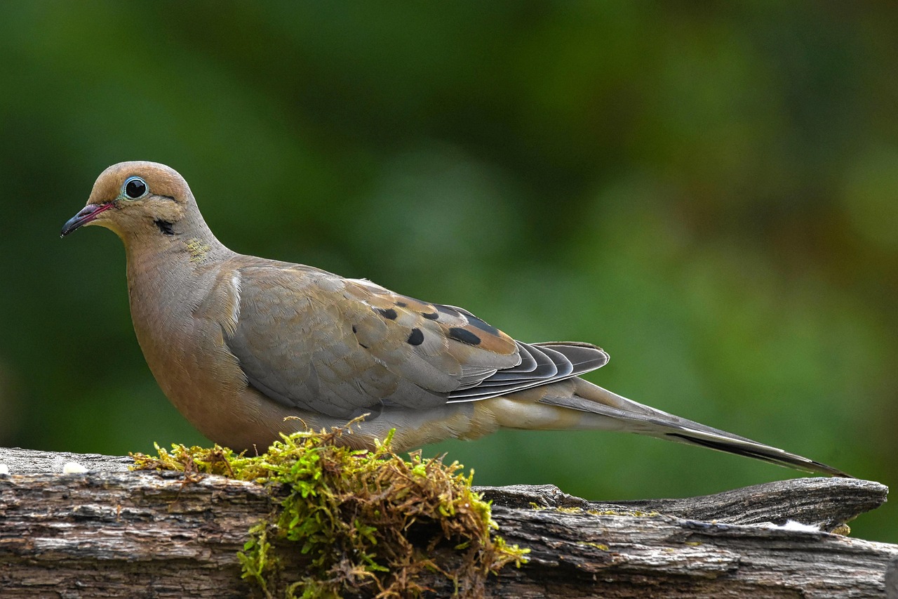 Moarning Bird Mourning Dove Bird - Free photo on Pixabay - Pixabay