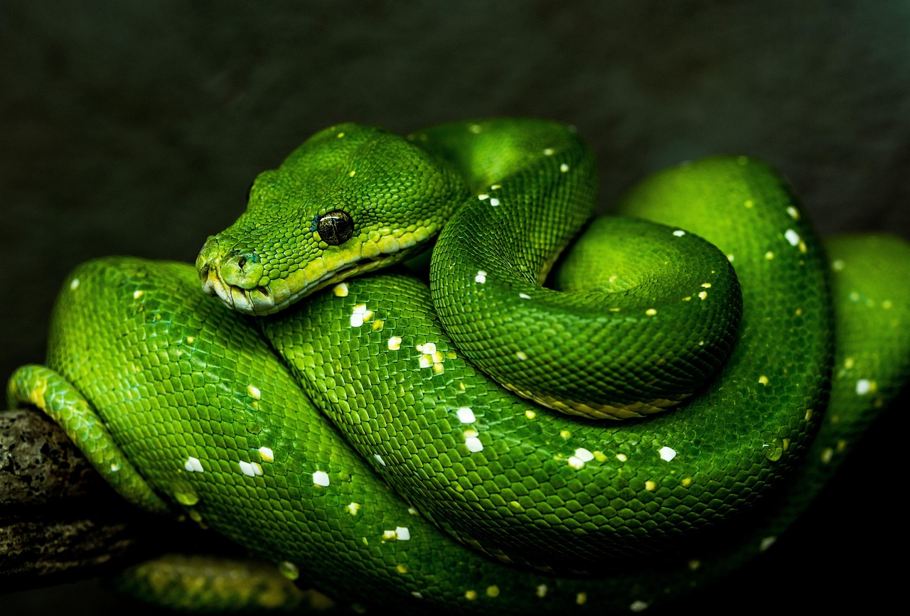 ヘビ ミドリニシキヘビ Python - Pixabayの無料写真