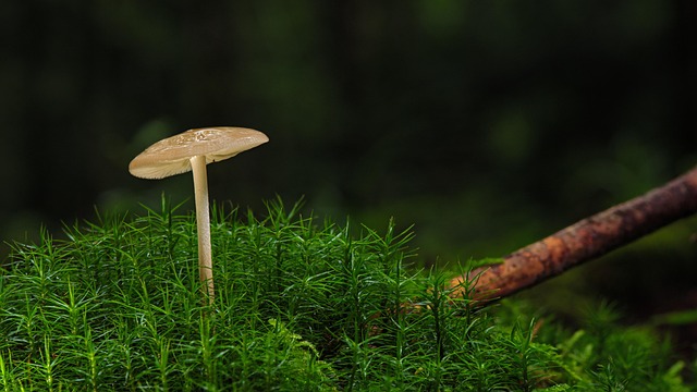 *ST紫晶(紫晶存储)股票索赔:涉嫌欺诈发行  投资者索赔须知