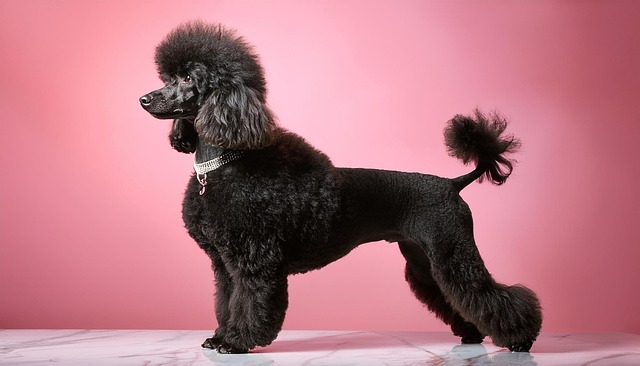 Download free HD stock image of Ai Generated Nature Free ai generated nature poodle illustration