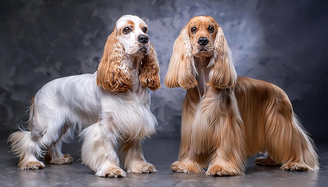 Free ai generated cocker spaniels dogs illustration