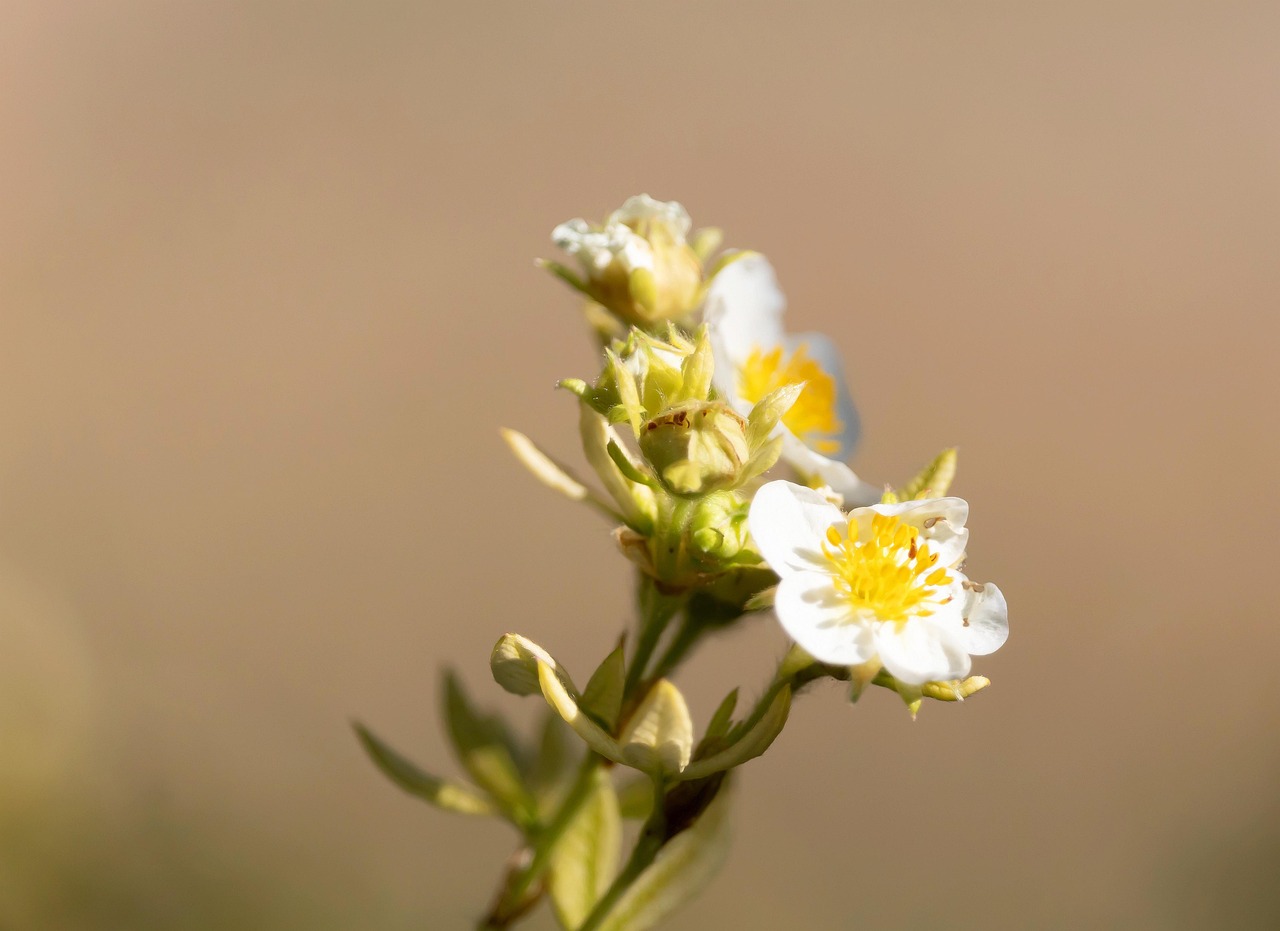 Rumput Pemecah Batu Alam Flora - Foto gratis di Pixabay - Pixabay