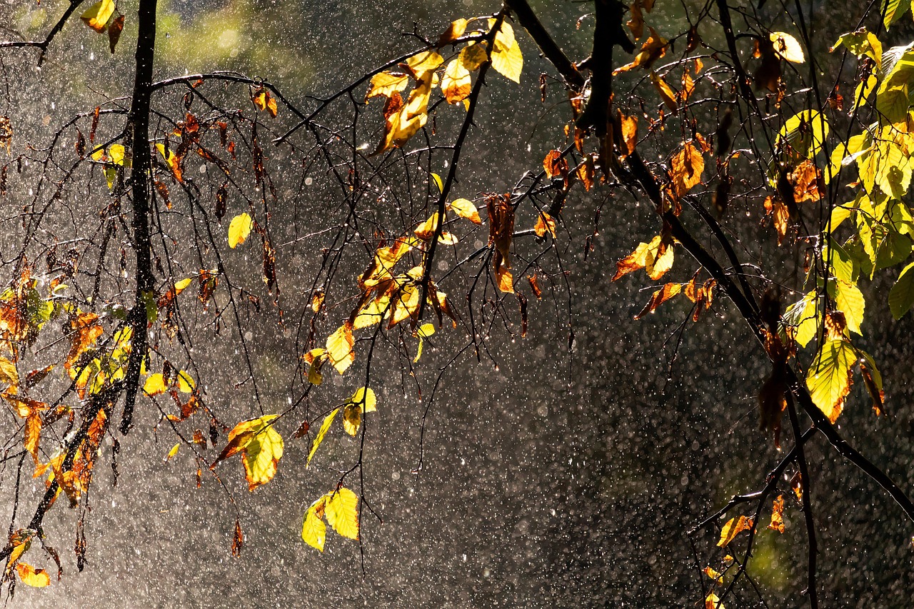 雨 秋 太陽の光 - Pixabayの無料写真